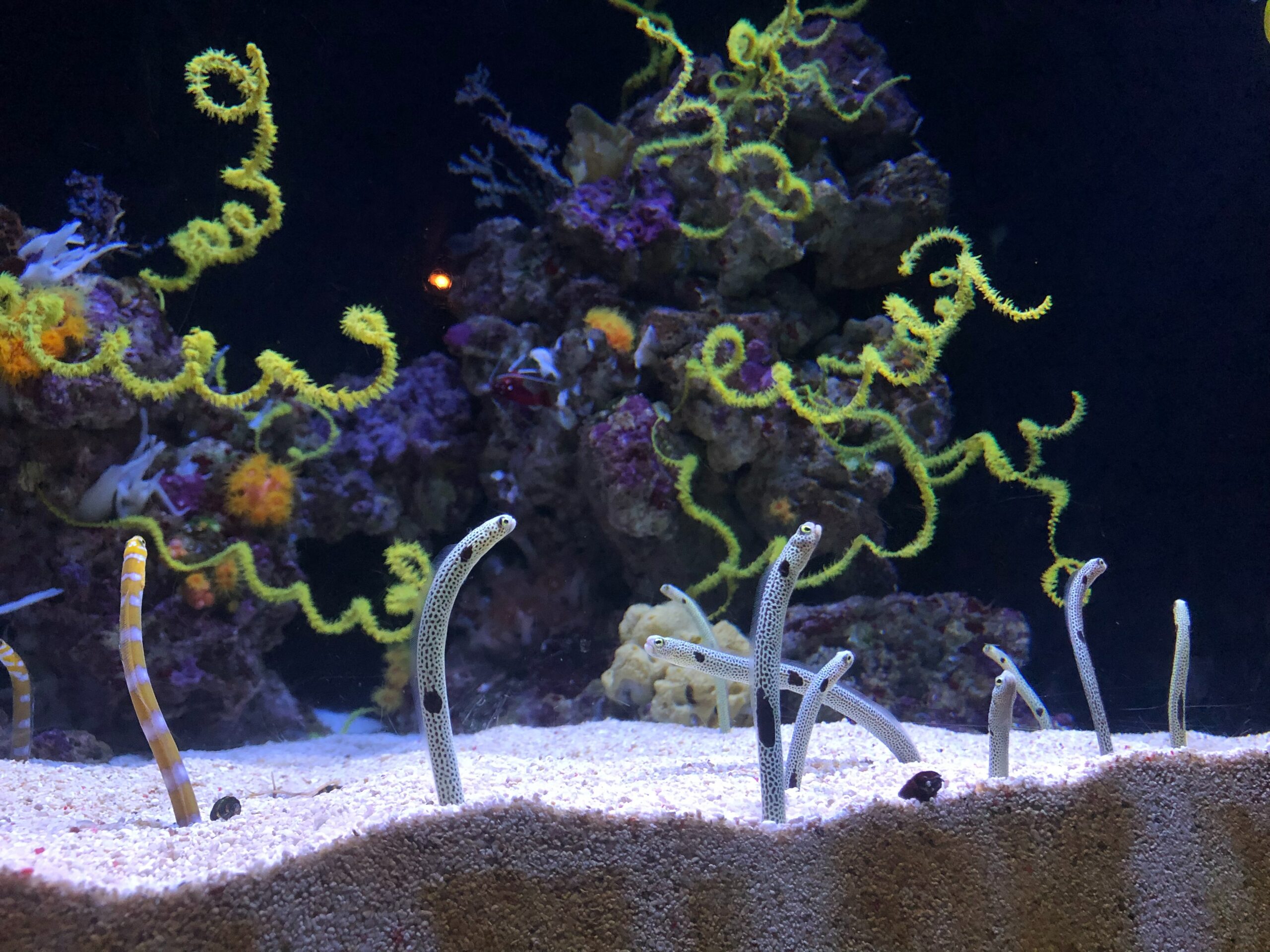 A fish tank of eels